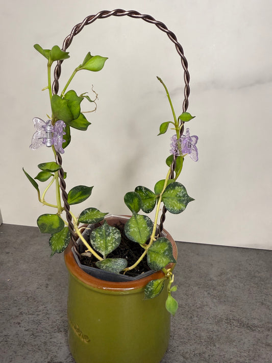 Hoya curtisii (variegated)