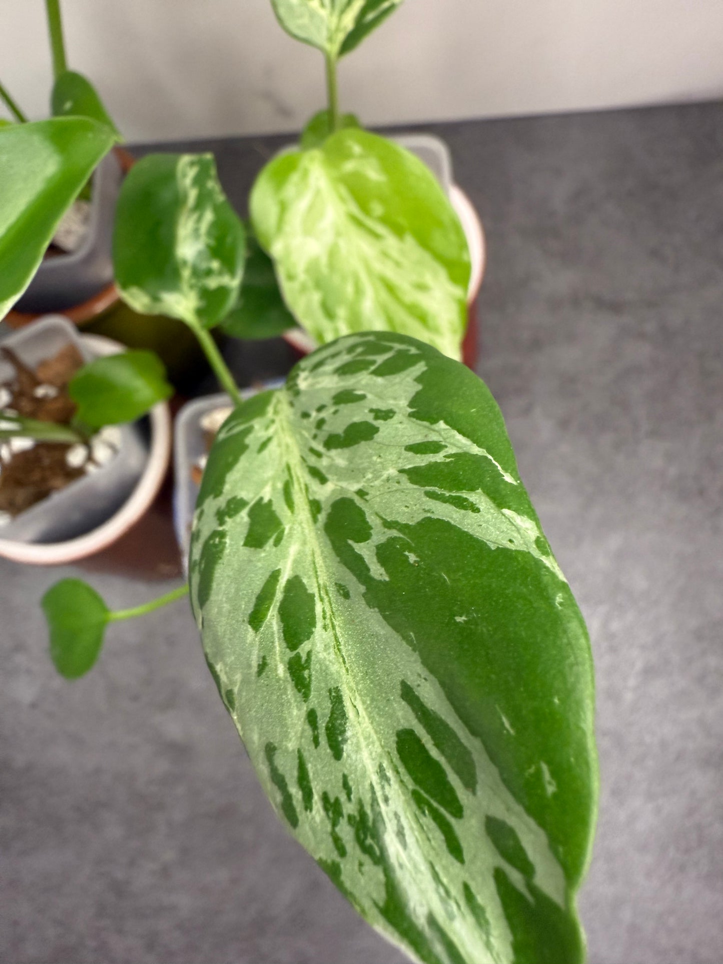 Monstera Deliciosa Bulbasaur •growers choice•