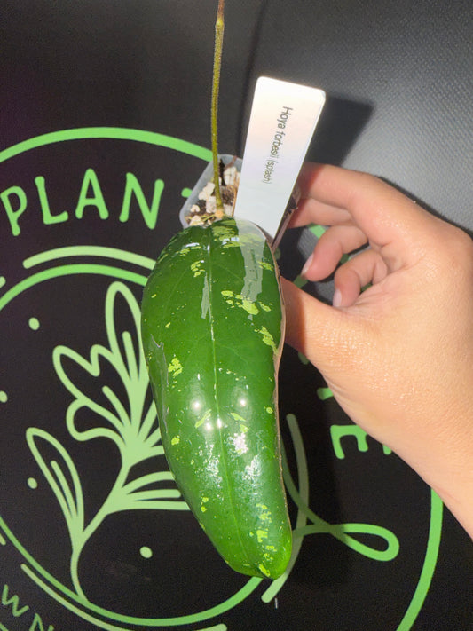 Hoya Forbesii (Splash) •growers choice•