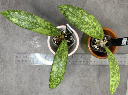 Hoya finlaysonii (Silver) •growers choice•