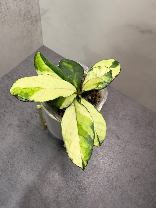 Hoya crassipetiolata (variegated)