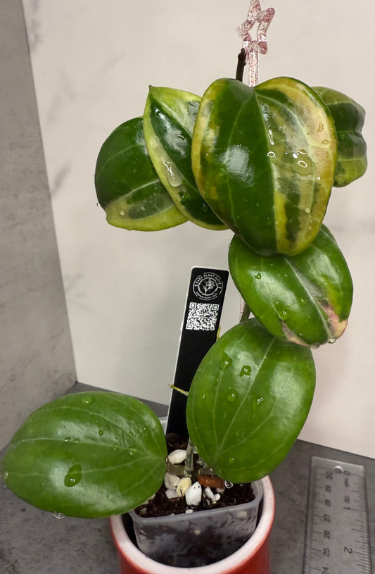 Hoya quinquenervia 'Little Plu'