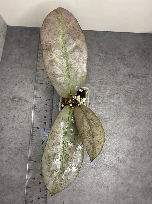 Hoya mitrata ‘Silver Borneo’