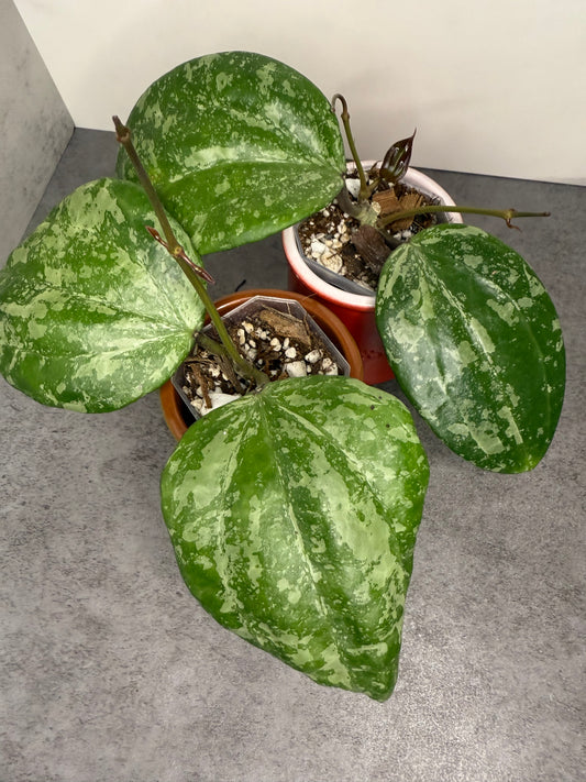 Hoya latifolia ‘Snow Queen’ •growers choice•