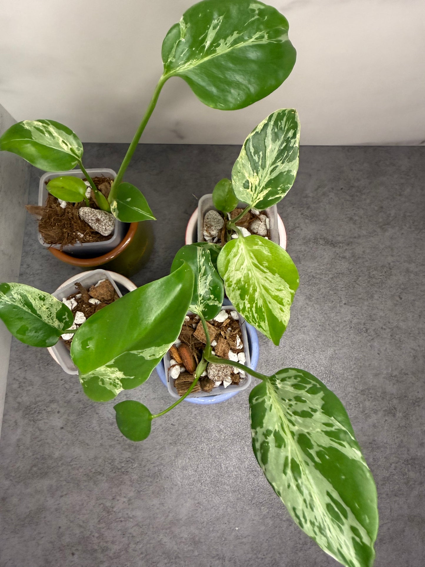 Monstera Deliciosa Bulbasaur •growers choice•