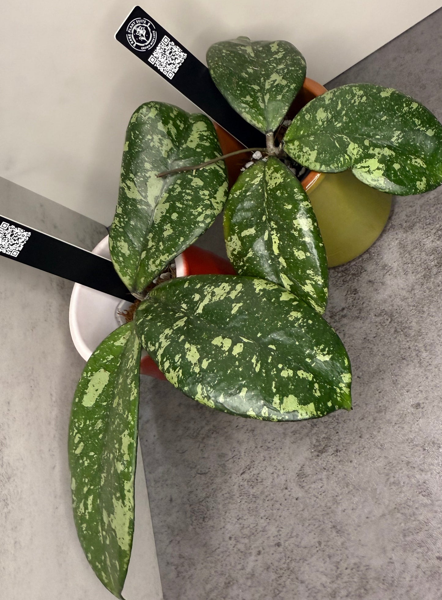 Hoya crassipetiolata x Hoya 'Michele' •growers choice•