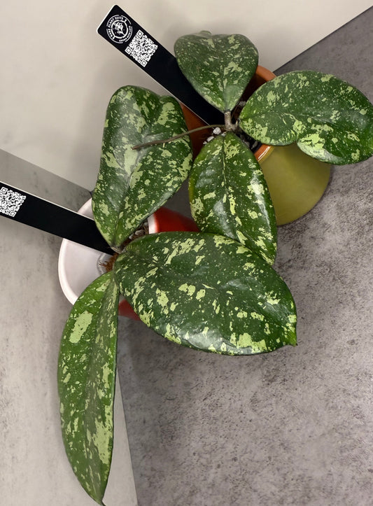 Hoya crassipetiolata x Hoya 'Michele' •growers choice•