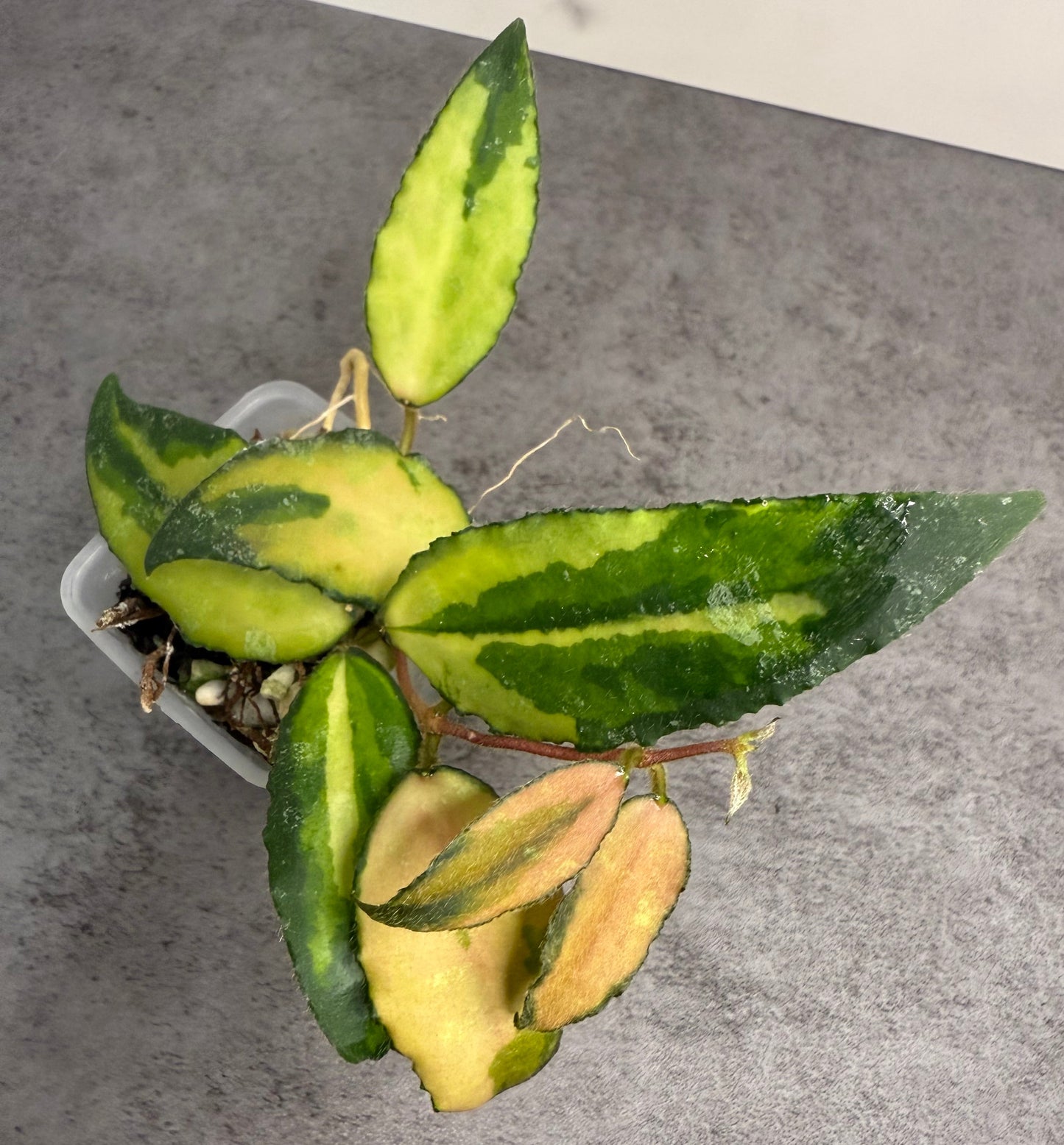 Hoya caudata (variegated) •exact plant• fully rooted