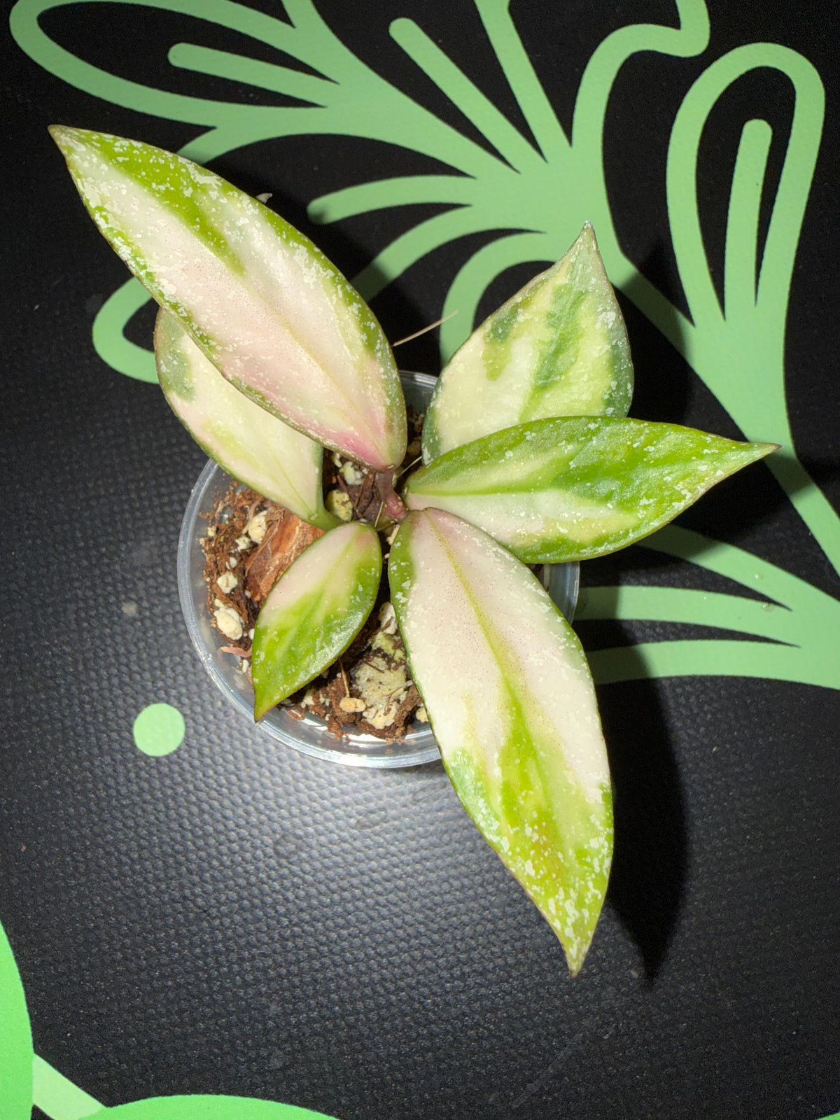 Hoya nabawanensis (variegated)