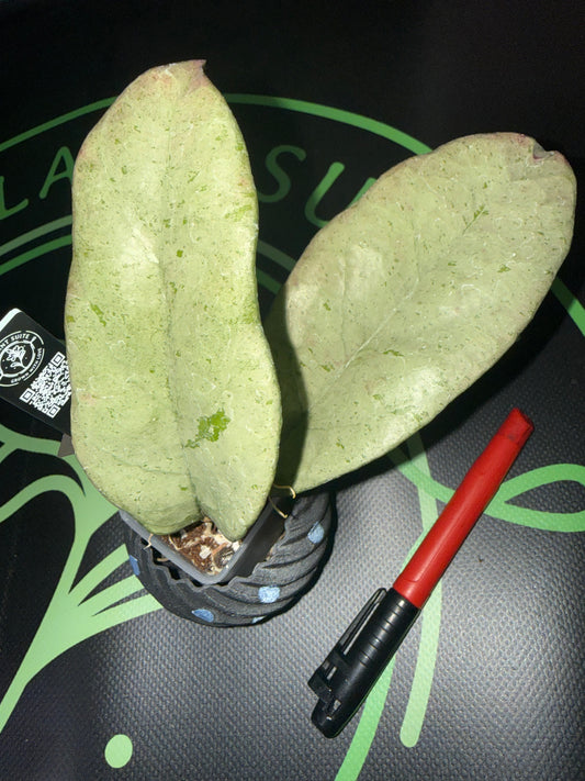 Hoya ‘Fluke’