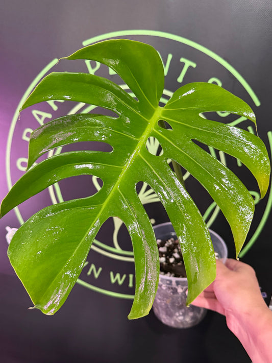 Monstera Form 6