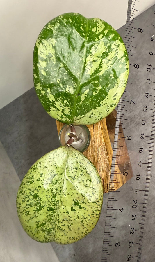 Hoya ‘Michele’ (Silver) •UNROOTED CUTTING•