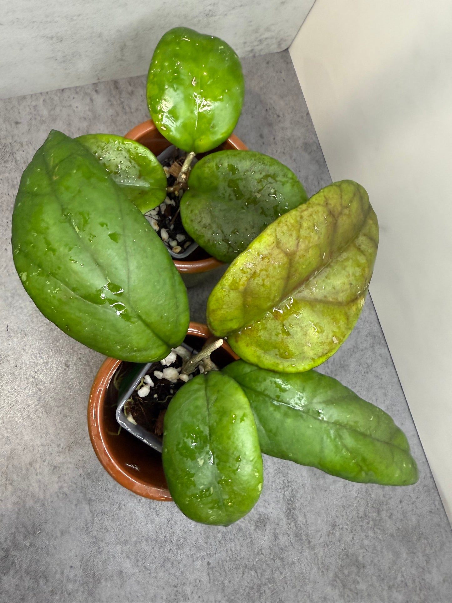 Hoya 'Ricardo' •growers choice•