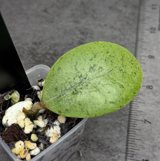 Hoya sp Kapuas Hulu (round leaf)