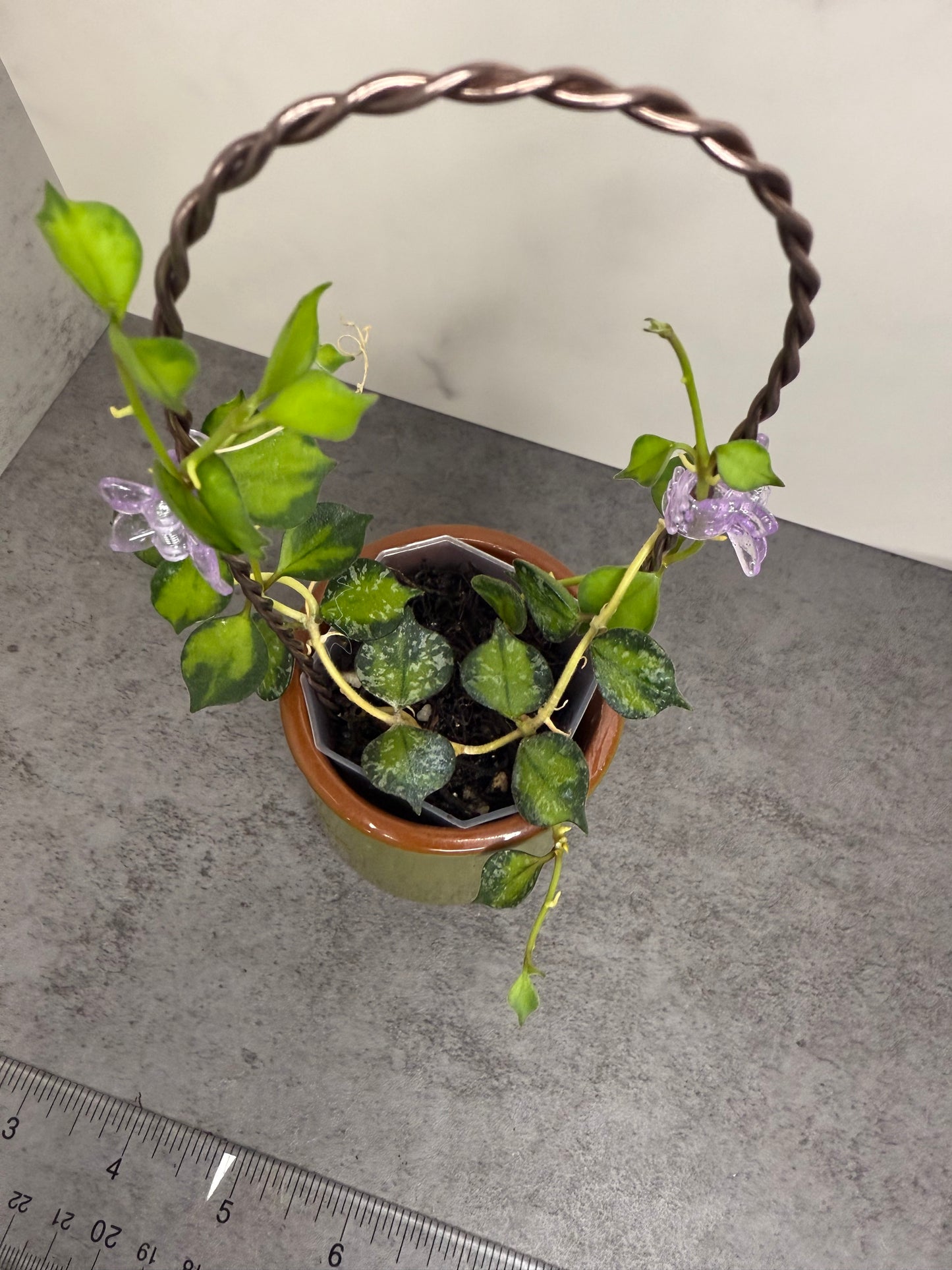 Hoya curtisii (variegated)