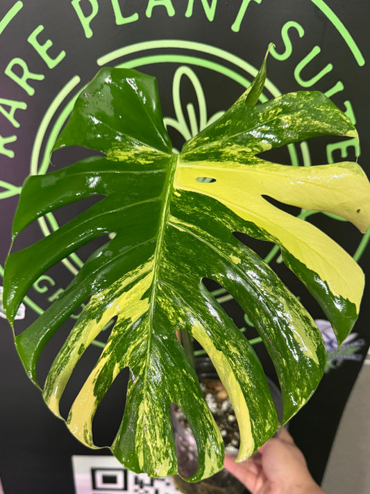 Monstera “Pom Pom”