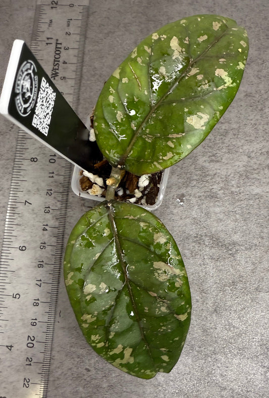 Hoya sp Gunung ‘Kapi Splash’