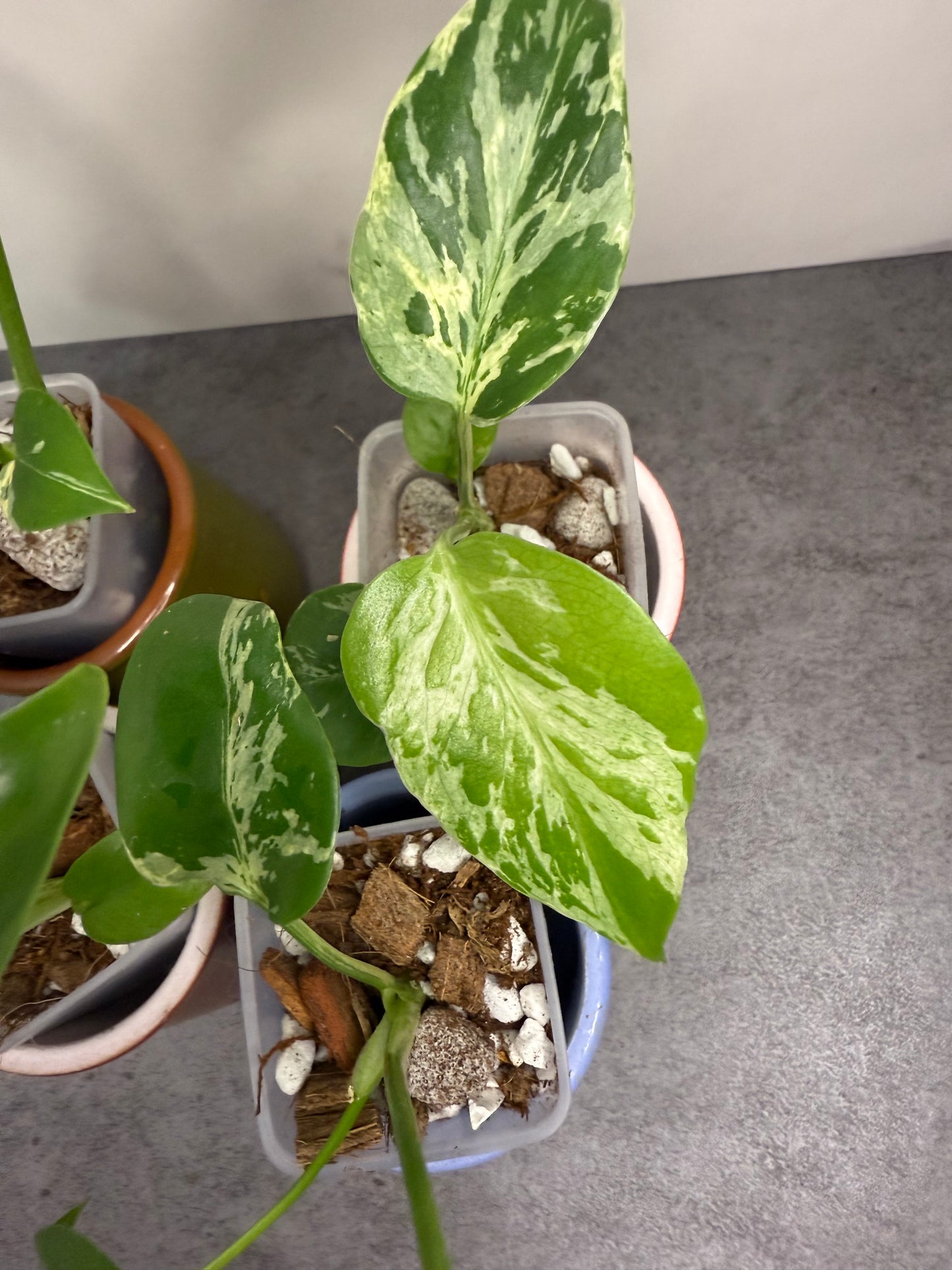 Monstera Deliciosa Bulbasaur •growers choice•