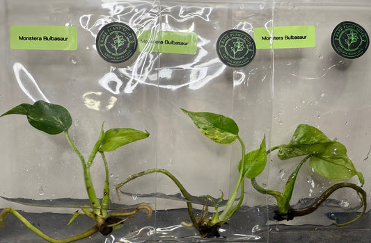 Monstera Deliciosa Bulbasaur TISSUE CULTURE •growers choice•