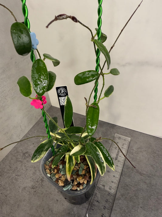 Hoya ‘Lyi Prism’