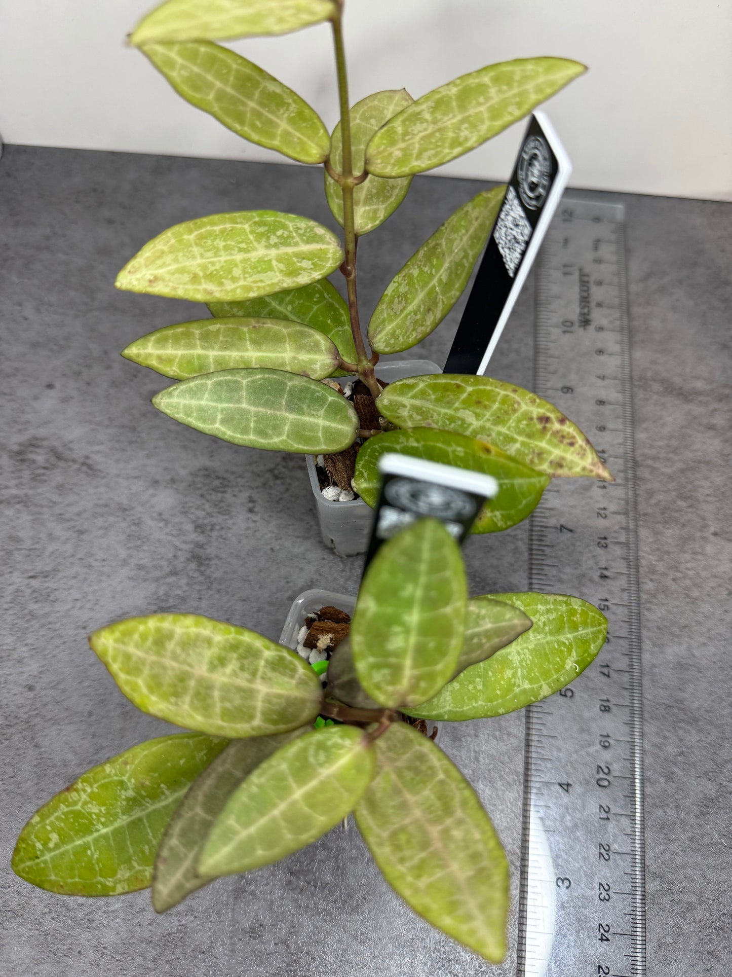 Hoya elliptica (Splash) •growers choice•