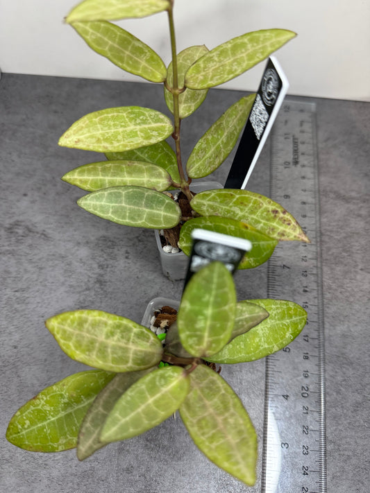 Hoya elliptica (Splash) •growers choice•