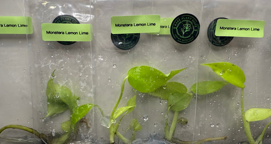 Monstera Deliciosa ‘Lemon Lime’ TISSUE CULTURE •growers choice•