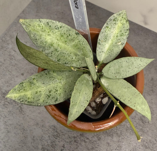 Hoya lacunosa ‘Winter Pandora’
