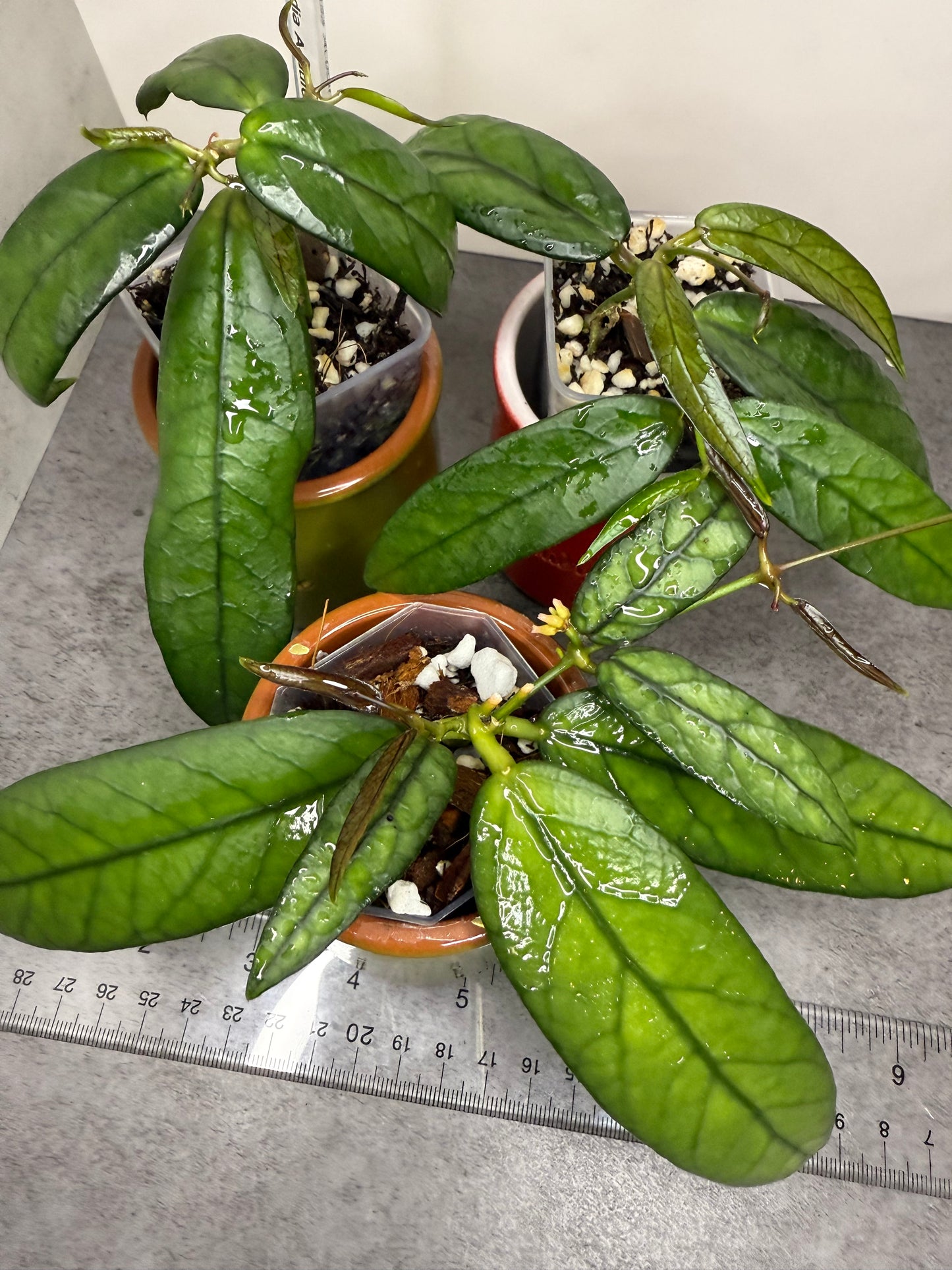 Dischidia acutifolia •growers choice•