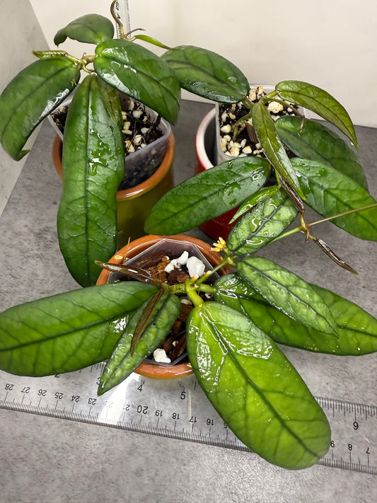 Dischidia acutifolia •growers choice•