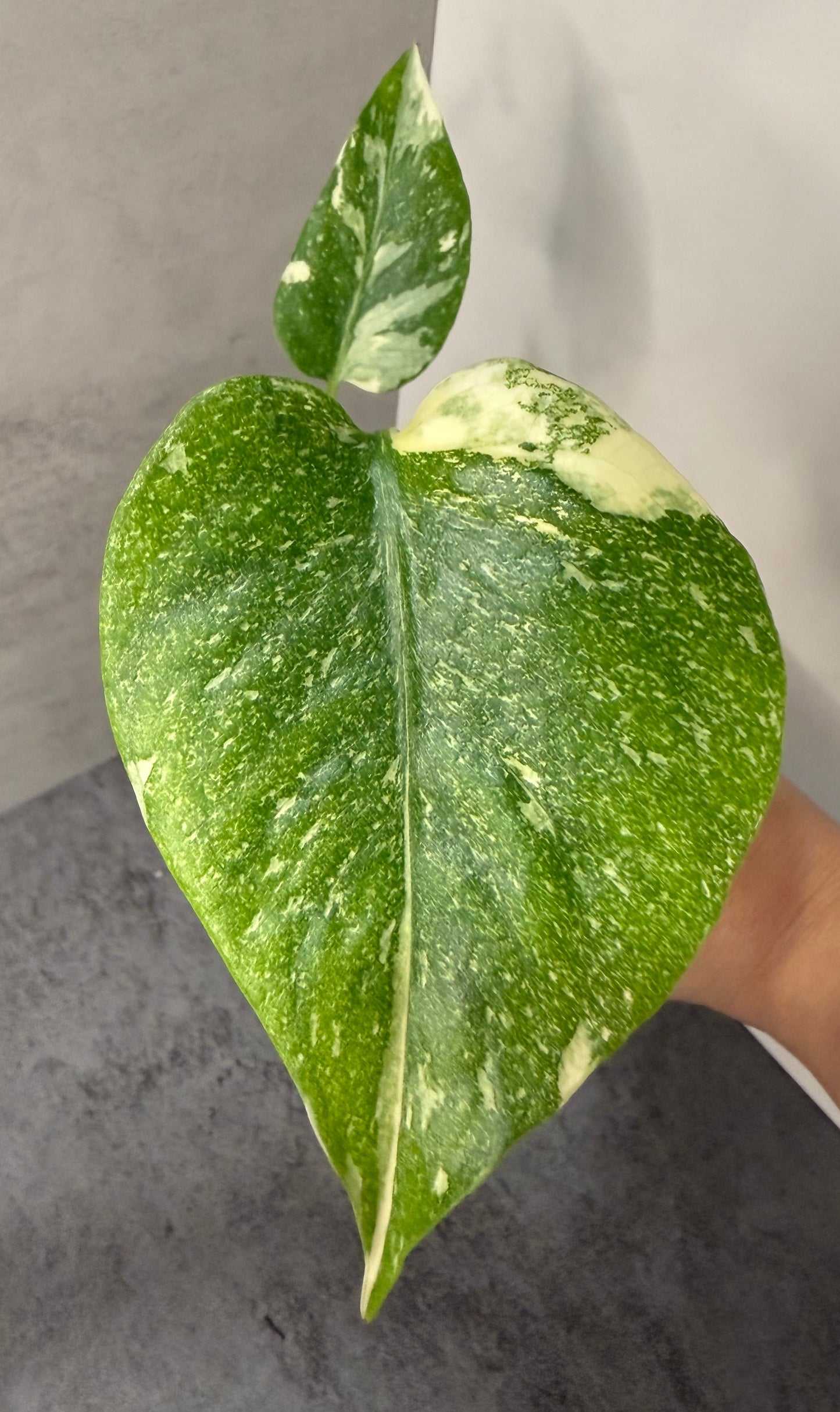 Monstera Deliciosa Thai Constellation ‘High Variegation’ •growers choice•