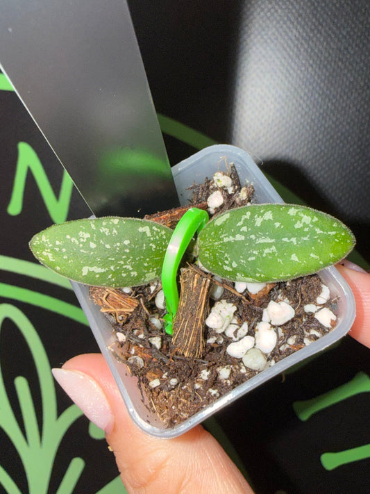 Hoya VL9 (variegated) •growers choice•