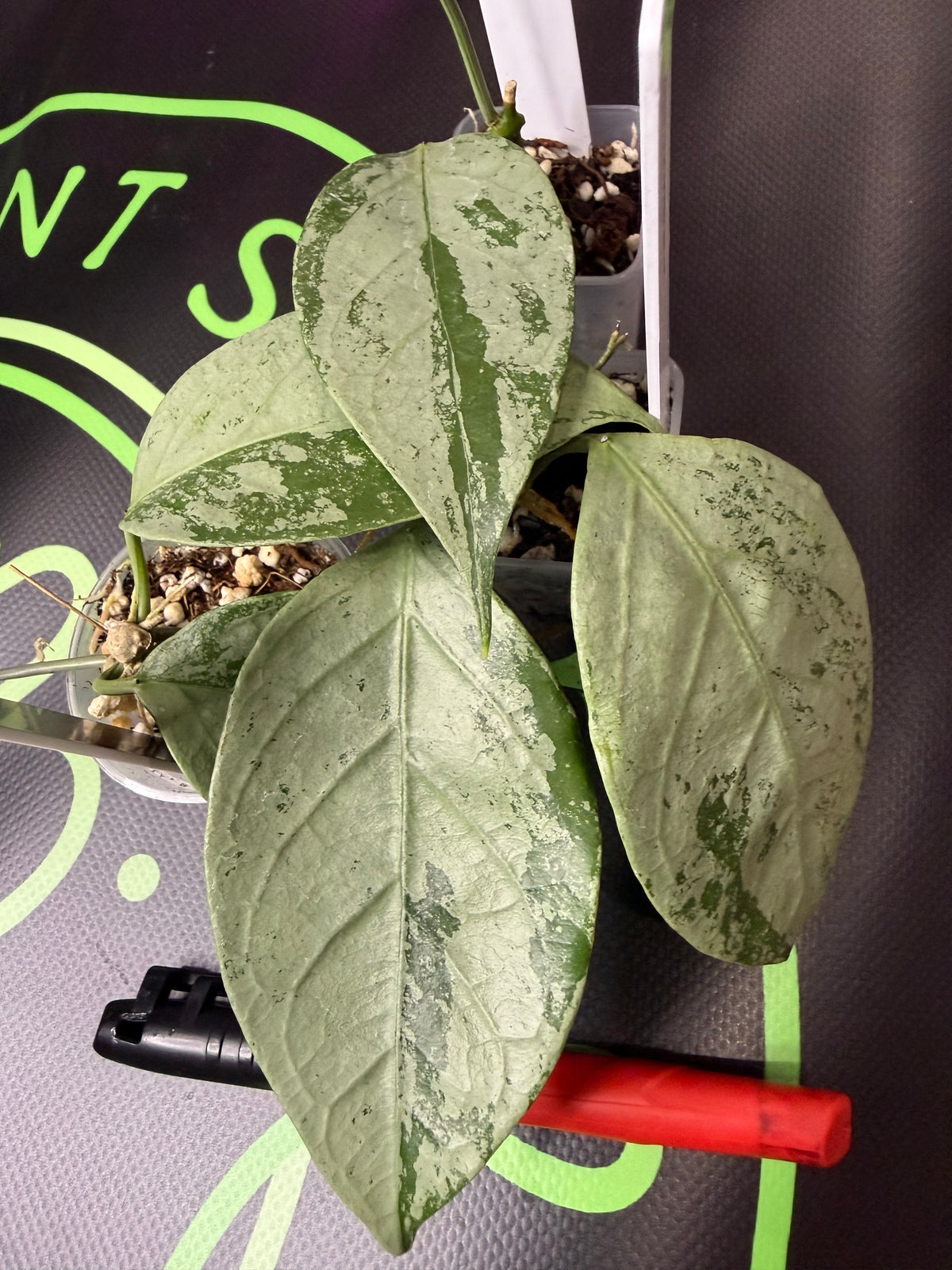 Hoya coriacea 'Silver' •growers choice•