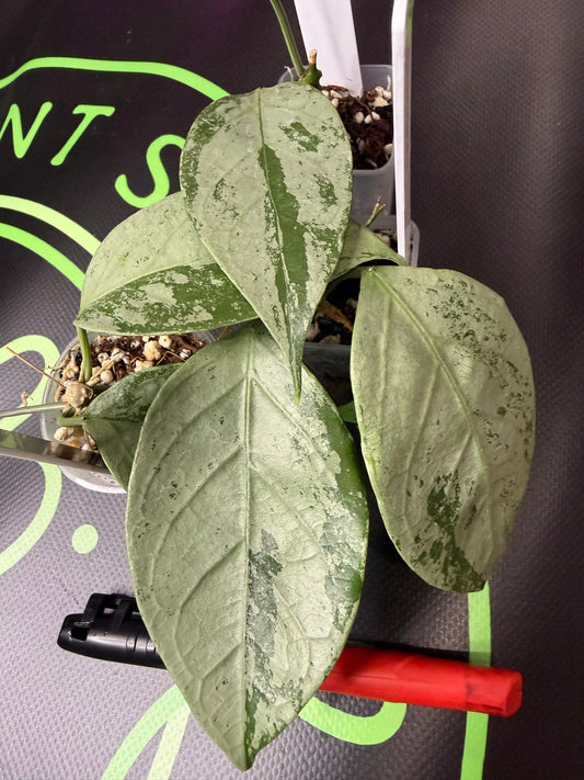 Hoya coriacea 'Silver' •growers choice•