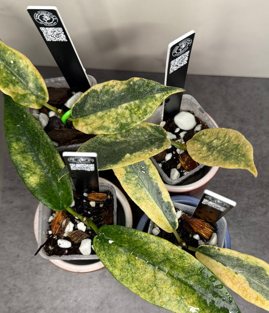 Hoya archboldiana albomarginata •growers choice•