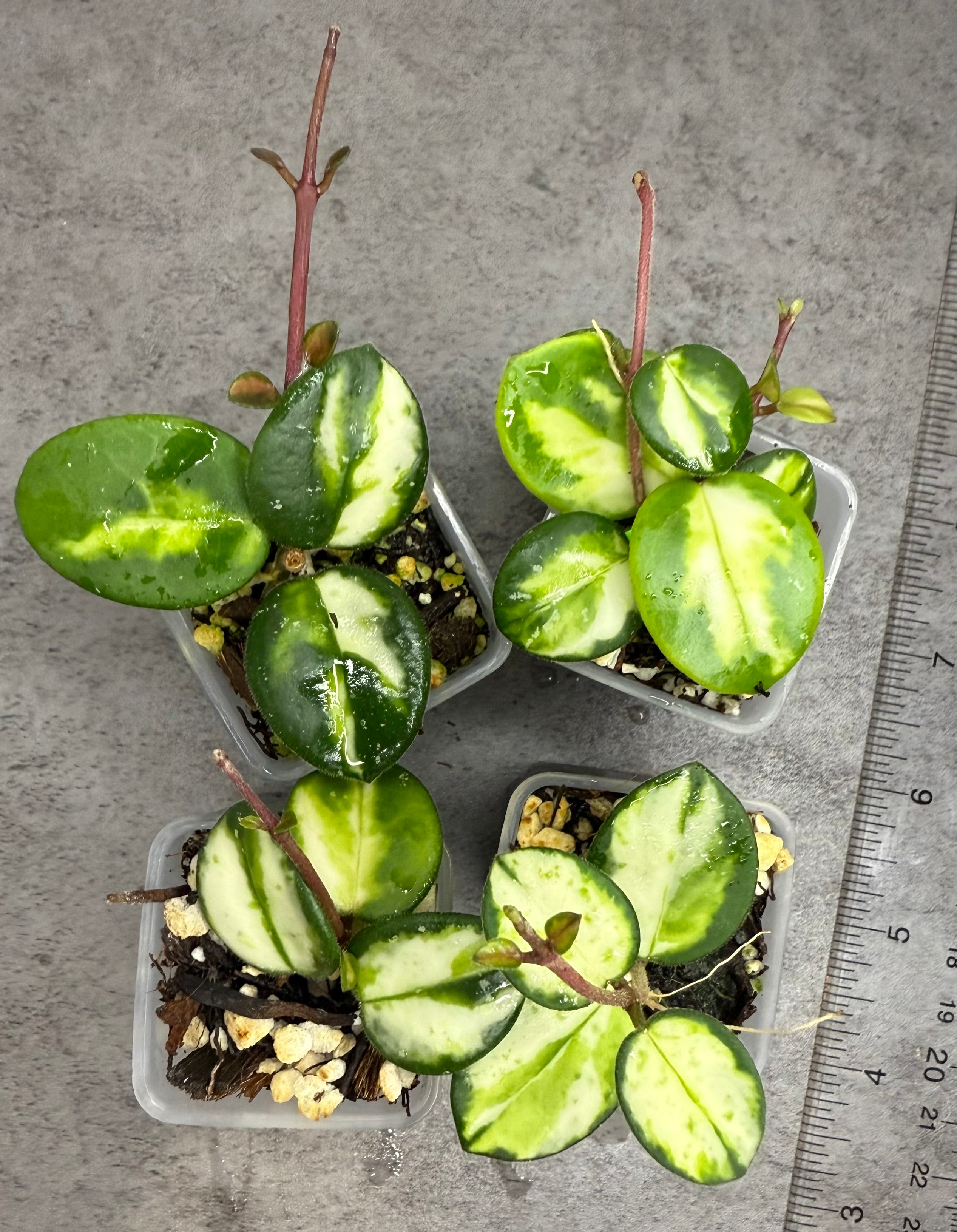 Hoya 'Mathilde' (Variegated) •growers choice• – Rare Plant Suite
