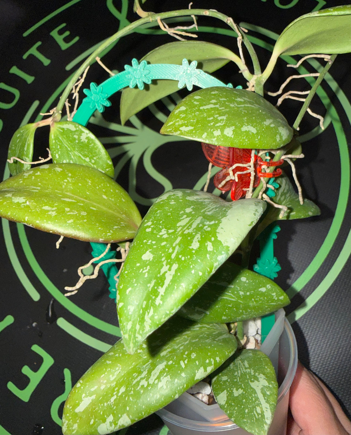 Hoya YH_01 (collina x anulata)