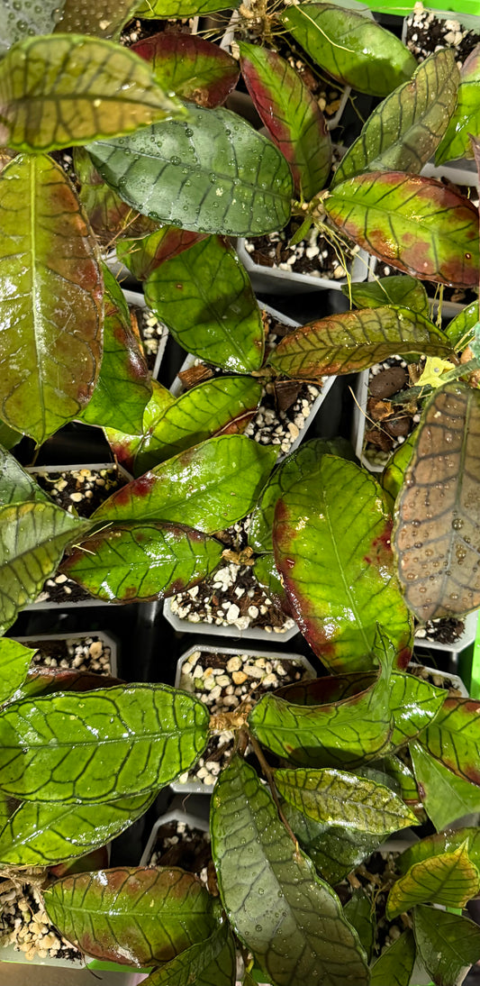 Hoya Gunung Gading •growers choice•