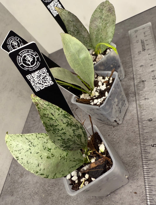 Hoya amicabilis (Silver) •growers choice•