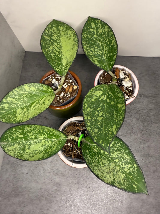 Hoya patcharawalai (023) aka icensis splash •growers choice•