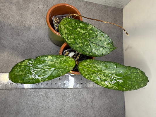 Hoya sp. Way Maja Splash •growers choice• one node (one or two leaves)