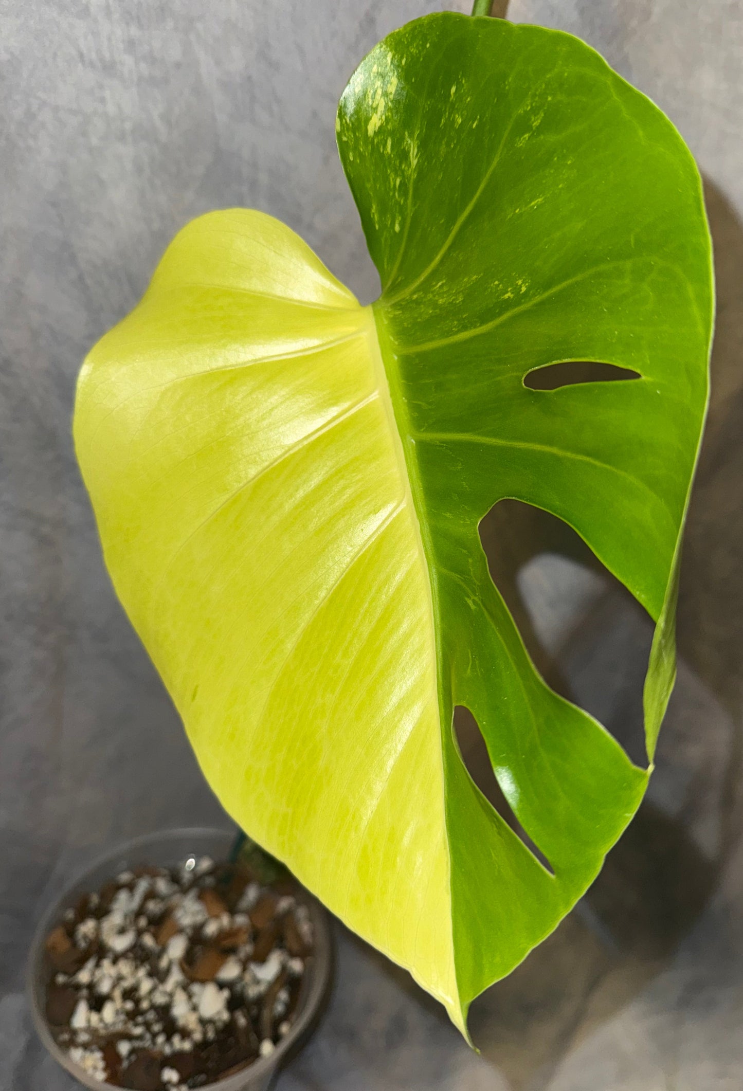 Monstera ‘Pom Pom’ 2 leaf