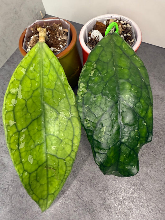 Hoya germany •growers choice•