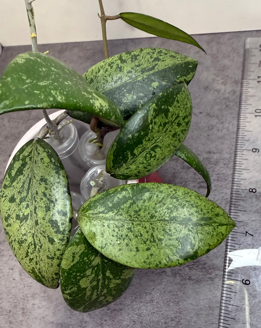 Hoya verticillata ‘Pemalang Silver’ •growers choice, UNROOTED CUTTING• one node, 1-2 leaves