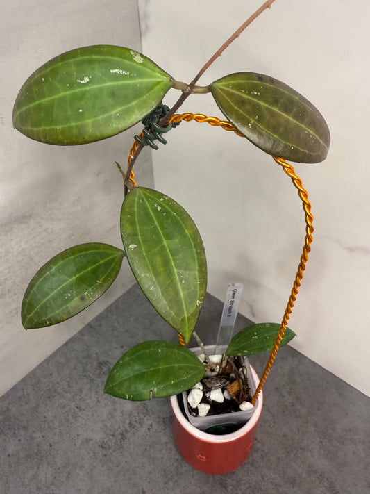 Hoya ‘Queen Elizabeth II’ (low splash)