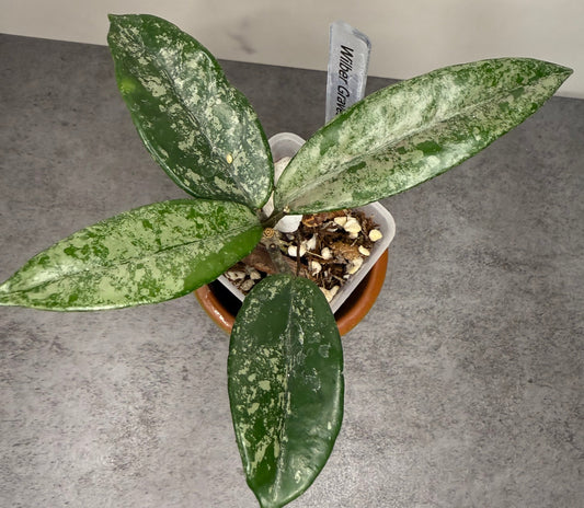 Hoya wilber graves ‘China’ •growers choice•