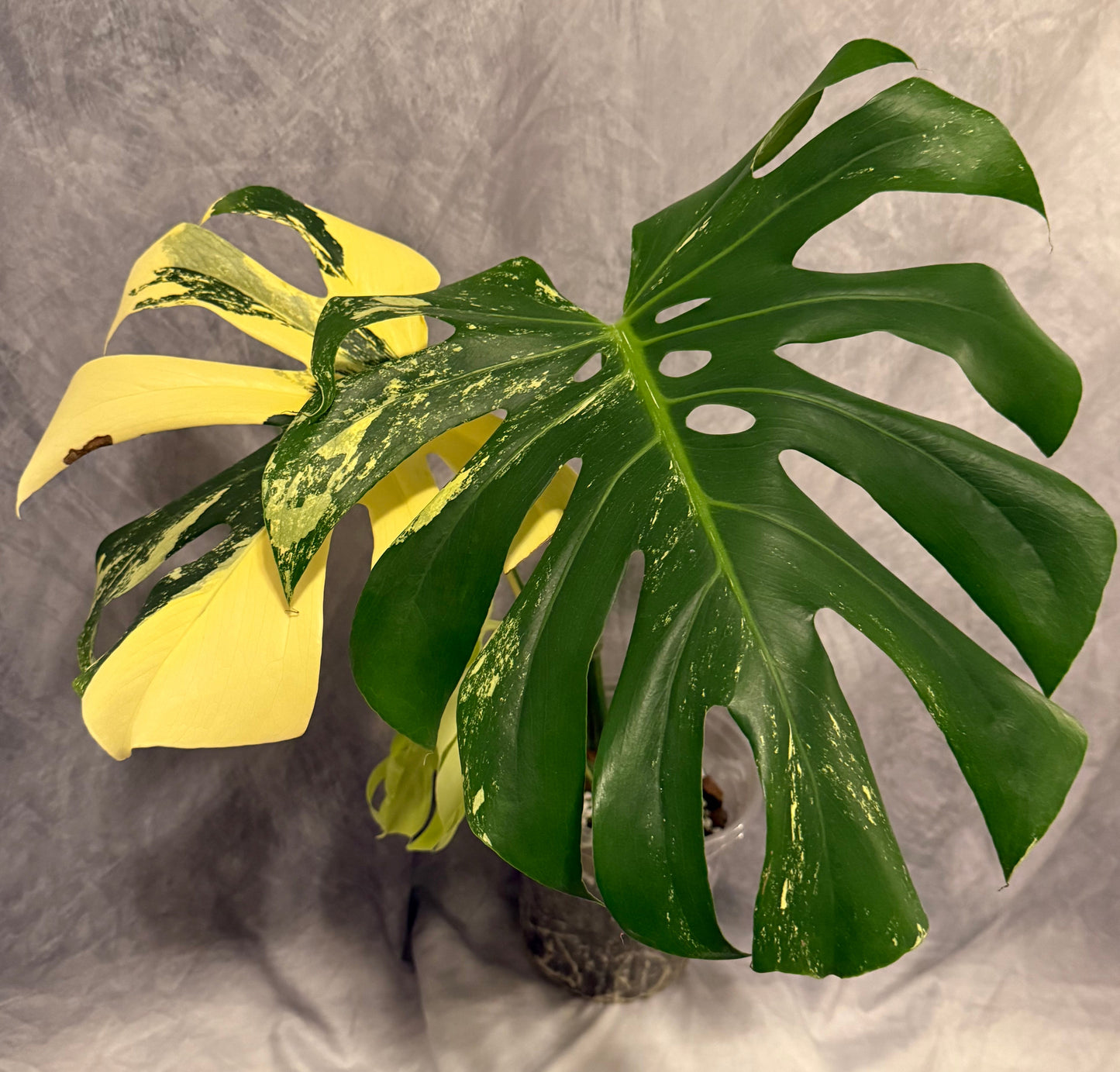 Monstera ‘Pom Pom’ 3 leaf