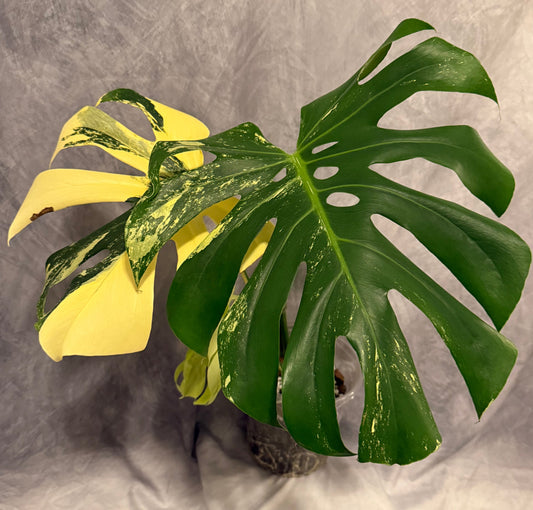 Monstera ‘Pom Pom’ 3 leaf